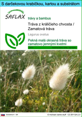 Obrázok produktu pre SAFLAX Darčeková sada - Tráva z králičieho chvosta / Zamatová tráva - Lagurus ovatus - 100 Semená - S darčekovou krabičkou, prepravným štítkom, darčekovou kartou a pestovateľským médiom