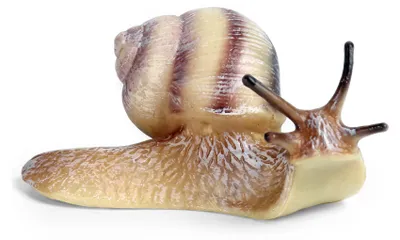 Obrázok produktu pre Slak, 8 cm