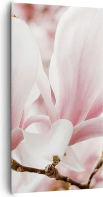 Produktbild von Bild auf Leinwand - Leinwandbild - Einteilig - Zweig Magnolie Blume - 65x120cm - Wand Bild - Wanddeko - Wandbilder - Leinwanddruck - Bilder - Wanddekoration - Leinwand bilder - PA65x120-4538
