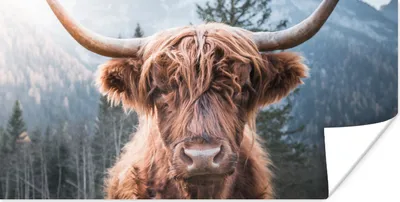 Produktbild von MuchoWow® Poster Schottischer Hochländer - Kuh - Tiere - Berg - Natur 40x20 cm - Poster für die Wand - Poster Schlafzimmer