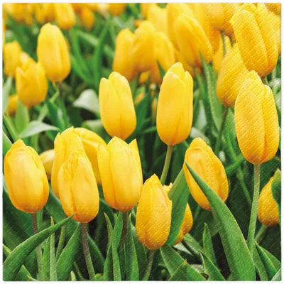 Zdjęcie produktu dla Serwetki 33x33 cm – Tulips Field