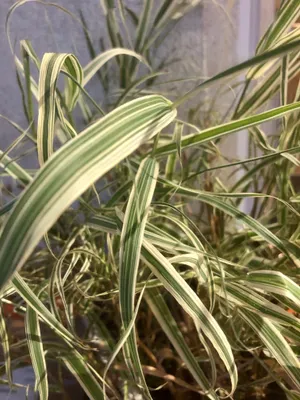 Produktbild von 6 x Phalaris Arundinacea 'Picta' - Kanariengras im 9x9cm Topf