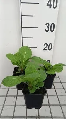 Zdjęcie produktu dla 6 x Primula pulverulenta - pierwiosnek kulisty - doniczka 9 x 9 cm