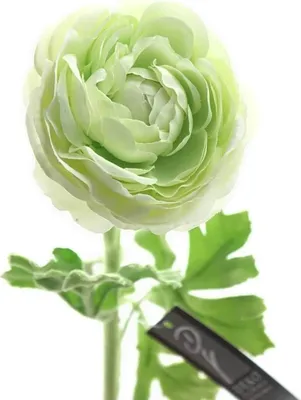 Produktbild von DEKO® FLORALE Ranunkel Hellgrün 47 cm - Kunstblumen