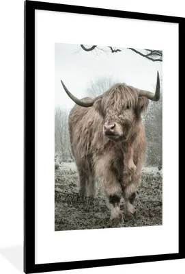 Produktbild von MuchoWow® Gerahmtes Poster Schottischer Highlander - Wald - Nebel - Kuh - Tiere - Natur 60x90 cm - Poster mit Schwarzem Bilderrahmen Wandposter Rahmen Foto Bilder - Dekoration - Wandposter Wohnzimmer - Hochwertig