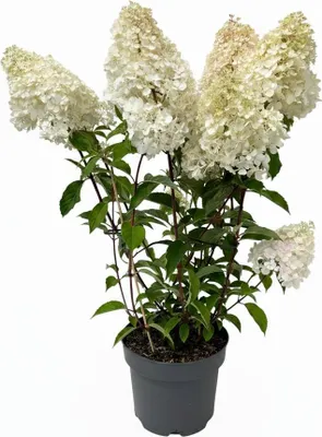 Produktbild von Hydrangea paniculata 'Vanille-Fraise', Rispenhortensie, zweifarbig, 60–100 cm