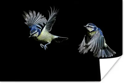 Produktbild von MuchoWow® Poster Vogel - Federn - Porträt 60x40 cm - Schlafzimmerdekoration