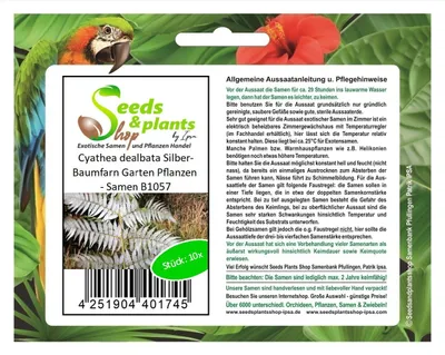 Produktbild von 10x Cyathea dealbata Silber-Baumfarn Garten Pflanzen - Samen B1057