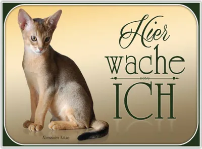 Produktbild von vianmo Holzschild 30x40 cm Katze Abessinier Katze hier wache ich