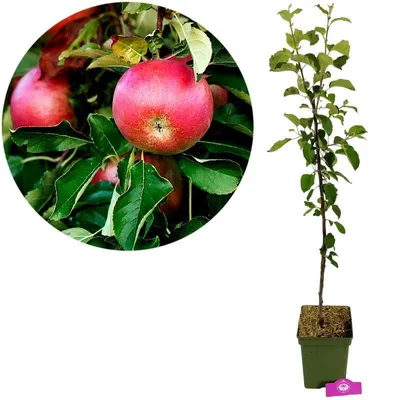 Produktbild von Malus Domestica 'Rode Boskoop', Apfelbaum, Höhe 100 cm, 5-Liter-Topf
