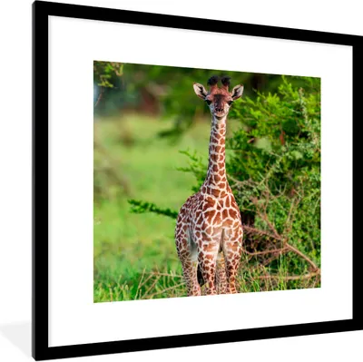 Produktbild von MuchoWow® Gerahmtes Poster Baby - Giraffe - Pflanzen 40x40 cm - Poster mit Schwarzem Bilderrahmen Wandposter Rahmen Foto Bilder - Poster - Plakat im Rahmen