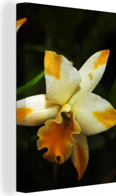 Produktbild von OneMillionCanvasses® - Leinwandbilder - 90x140 cm, Zwei Orchideenblüten, Wandbilder Kunstdruck Wanddekoration - Foto auf Leinwand - Gemälde auf Holzrahmen - Wandschmucke - Schlafzimmer