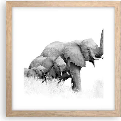 Produktbild von Gerahmtes Poster - Rahmen in heller Eiche - Elefanten Familie Schwarz und Weiß - 30x30 cm - Wand Bild - Wanddeko - Wandbilder - Kunstposter - Wandposter - Bilderrahmen - Bilder - P2NAC30x30-4374