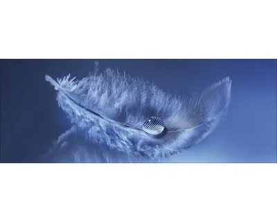 Produktbild von Glasbild Feather I GLA1080 80x30 cm