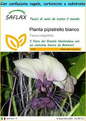Immagine prodotto di SAFLAX Set regalo - Pianta pipistrello bianco - 10 semi - Tacca