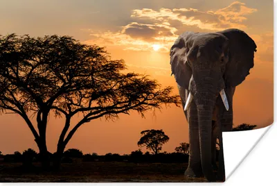 Produktbild von MuchoWow® Poster Elefant - Baum - Afrika 180x120 cm - Fotoplakat