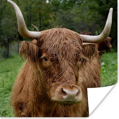 Produktbild von MuchoWow® Poster Schottische Highlander - Tiere - Gras 50x50 cm - Wohnzimmerdekoration