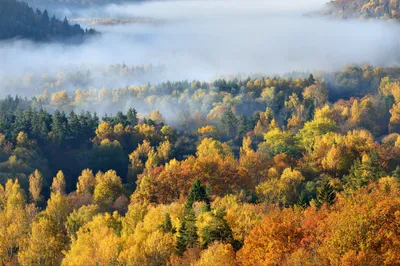 Produktbild von Muralo Fototapete Wald im Nebel 135 (B) x 90 (H) cm Vlies Tapete Wandtapeten Bäume Herbst Wohnzimmer Schlafzimmer moderne Wandbilder XXL Landschaft Panorama Wand Dekoration