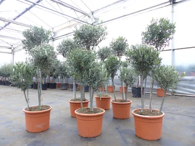 Produktbild von Olivenbaum Pon Pon 150-165-cm Hochstamm, beste Qualität, winterhart