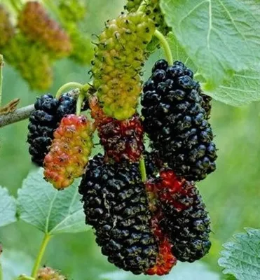 Produktbild von Maulbeerbaum ´MILANÓWEK´ 20-30 cm, Cont. 4 l