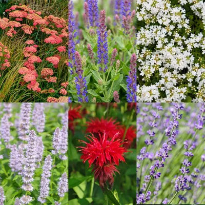 Image de Green boutiQ - Borderpakket - Geurend - 6 Vaste planten - 1 m2 - Diversen kleuren - Weinig Onderhoud - Pot 11cm