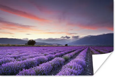 Produktbild von MuchoWow® Poster Ein schönes Lavendelfeld bei Sonnenuntergang 180x120 cm - Fotoplakat