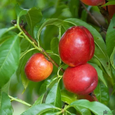 Produktbild von Nektarinen Busch 80-120 cm Nektarine Prunus persica var. nucipersica