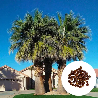 Zdjęcie produktu dla Nasiona palm - Washingtonia Filifera - zestaw 3 sztuk - Szybkorosnąca - Waszyngtonia nitkowata