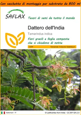 Immagine prodotto di SAFLAX Garden in the bag - Dattero dell'India - 4 semi - Tamarindus