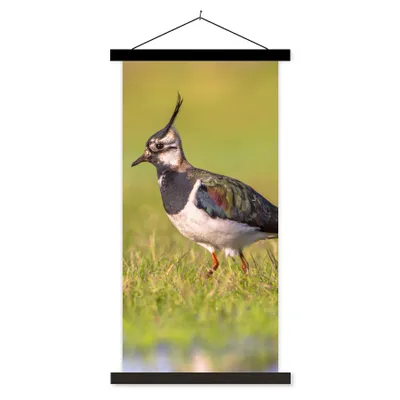 Produktbild von MuchoWow® Textilposter Vogel - Gras - Natur - Tiere - Kiebitz 60x120 cm mit schwarzem Rahmen - Magnete
