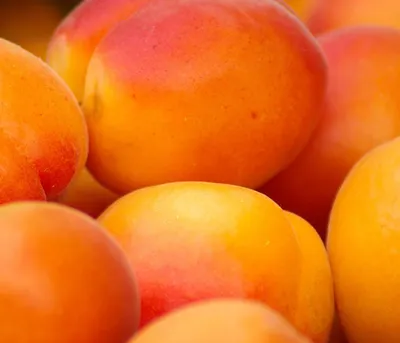 Produktbild von Dehner Aprikose Ungarische Beste, Hochstamm, Selbstbefruchter-Sorte, Aprikosenbaum mit saftigen Früchten, 150-200 cm, 9.5 l Topf, Obstbaum