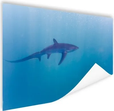 Produktbild von MuchoWow® Poster Alopia-Hai 120x90 cm - Wandbild