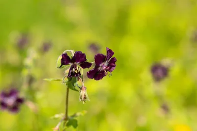 Produktbild von Geranium phaeum, Storchschnabel, violett, ca. 9x9 cm Topf