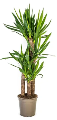 Image de Yucca Elephantipes - Palmier géant - Plante d'intérieur - Ø21cm - Hauteur