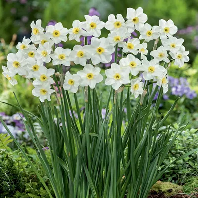 Zdjęcie produktu dla Narcyz Botaniczny Lieke 5 szt. Narcyzy Cebulki Narcyzów Cebule