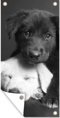 Produktbild von MuchoWow® 40x80 cm Outdoor-Poster Gartendeko Sichtschutz Garten Poster für den Garten  Hunde - Welpe - Schwarz - Weiß - Tiere