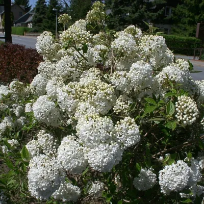 Produktbild von Schneeball Eskimo Viburnum 'Eskimo', Größe:40-60 cm