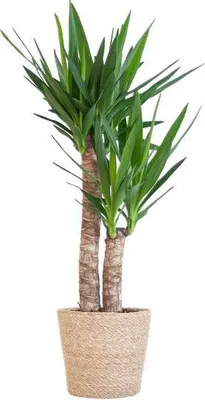 Obrázek produktu pro Yucca Elephantipes - obrí palma - pokojová rostlina - výška 90cm - Ø21cm