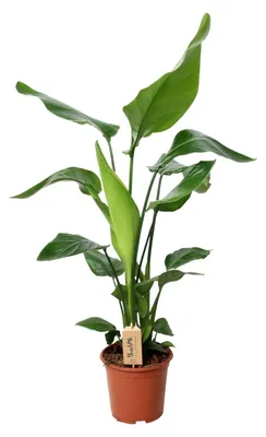 Immagine prodotto di Strelitzia Nicolai - 80-90cm - Ø19cm - Pianta d'appartamento - Sempreverde