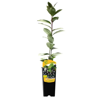 Obrázek produktu pro Temnoplodec Miczurina 2L