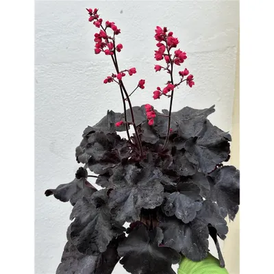 Produktbild von Heuchera "Black Forest Cake" - Purpurglöckchen "Black Forest Cake" im Topf 12 cm  - 12cm