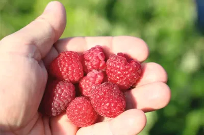 Obrázek produktu pro Malina balkónovázakrslá FloraSelfRubus idaeus Little Sweet Sister® květináč 3 l