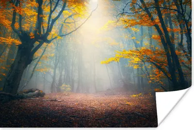 Produktbild von MuchoWow® Poster Wald - Nebel - Herbst 120x80 cm - Bilder