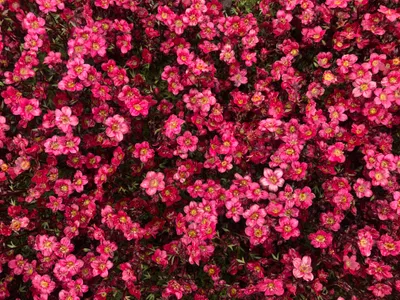 Produktbild von 6 x Saxifraga (A) Peter Pan - Moos-Steinbrech robust - winterhart - Topf 9 x 9cm