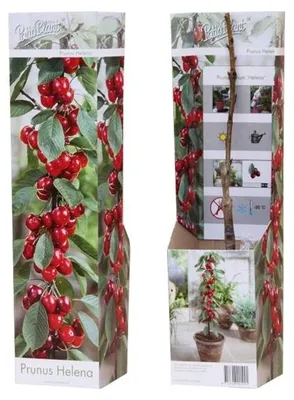 Produktbild von Säulenobst Kirsche Prunus avium ‘Helena’ – Säulen-Kirsche für Balkon & Garten – Obstpflanze 40–60 cm