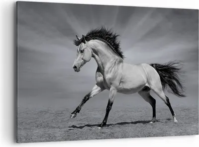 Produktbild von Bild auf Leinwand - Leinwandbild - Pferd Tier Natur - 120x80cm - Wand Bild - Wanddeko - Wandbilder - Leinwanddruck - Bilder - Kunstdruck - Wanddekoration - Leinwand bilder - Wandkunst - AA120x80-3608