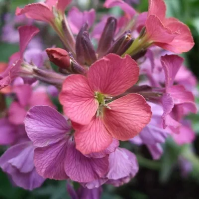 Productafbeelding van 6 x Goudveil - Erysimum 'Constant Cheer' | Pot van 9x9 cm
