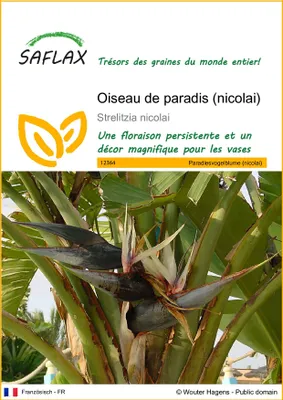 Image de SAFLAX  - Oiseau de paradis (nicolai) - 5 graines - Strelitzia