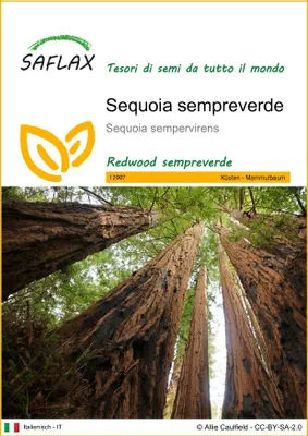 Immagine prodotto di SAFLAX  - Sequoia sempreverde - 50 semi - Sequoia