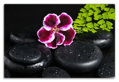 Produktbild von Wallario Frühstücksbrettchen aus Glas 20 x 30 cm mit rutschfesten Füßen, Motiv Geranienblüte auf schwarzen Steinen, benetzt mit Wassertropfen